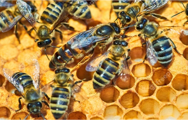 일벌(honeybee)과 여왕벌(queen bee)