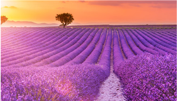 라벤더 (학명; Lavandula angustifolia)