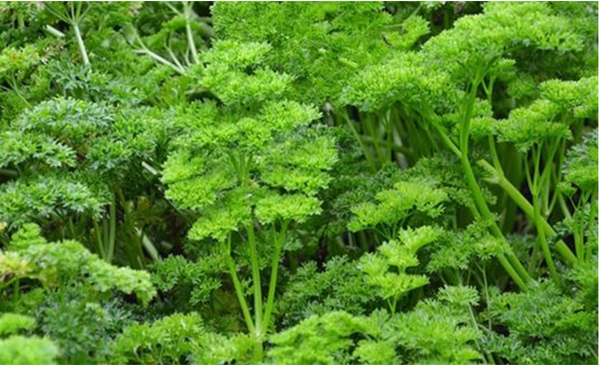 파슬리(학명; Petroselinum crispum)