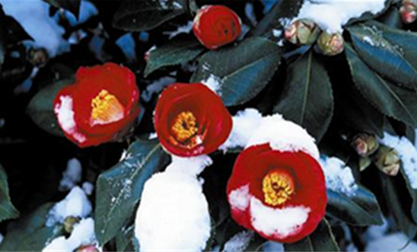 동백나무(학명; Camellia japonica)