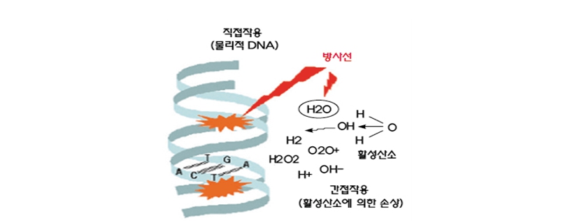 생체세포에 해로운 방사선의 직접작용과 간접작용
