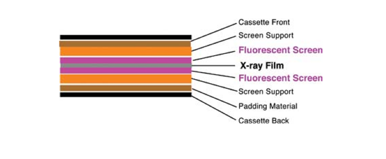 증감지인 Fluorescent Screen을 포함하는 일반 의료용 Cassette의 구조.