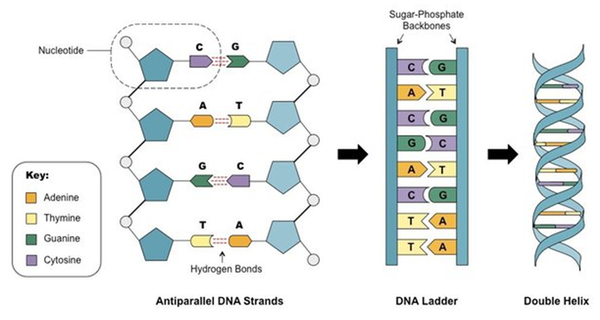 모든 유기체의 세포에서 나온 DNA에는 피리미딘과 퓨린 염기의 1 : 1 비율(기본 쌍 규칙)을 가져야 한다는 샤가프(Chargaff)의 법칙