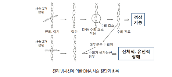 전리 방사선에 의한 DNA 사슬 절단과 회복