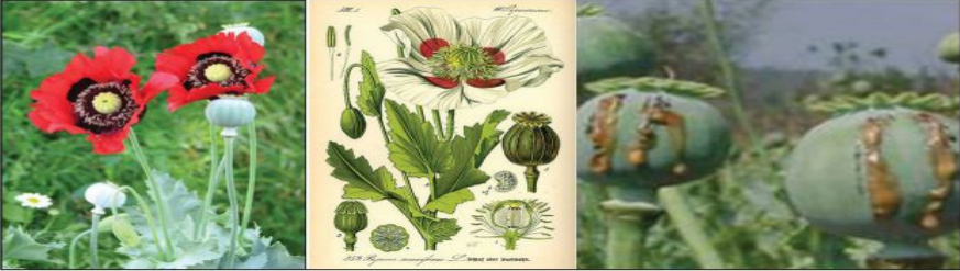 양귀비 (opium-poppy)​​​​​​​앵속·약담배·아편꽃이라고도 한다. 익지 않은 열매에 상처를 내어 받은 유즙을 60℃ 이하의 온도로 건조한 것이 아편이다. 성분으로는 모르핀·파파베린·코데인 등의 알칼로이드 성분과 밀랍·수지·타닌·단백질 색소 등이 들어 있다. 중추신경 계통에 작용하여 진통·진정·지사 효과를 내므로 복통·기관지염·불면·만성 장염 등에 복용한다.