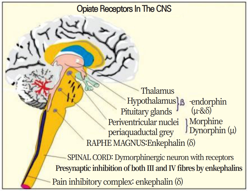 아편 수용체 외 중추신경계 분포도