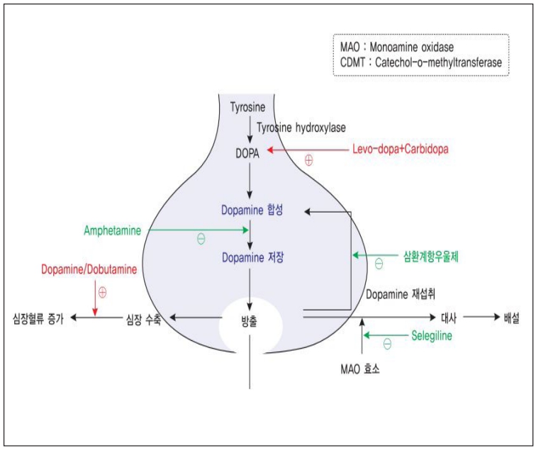 도파민의 생성과정과 방출과정