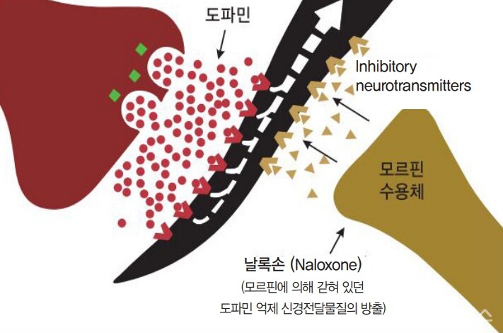 날록손의 모르핀 수용체에서의 길항제 작용기전