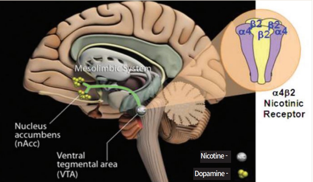 Ventral Tegmental Area(VTA)의 α-4 β-2 니코틴 수용체에 니코틴이 결합한다. 그 후 니코틴과 결합한 α-4 β-2 니코틴 수용체에서 일종의 보상작용으로 도파민이 유리된다.