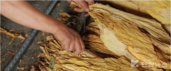 엽연초제조과정