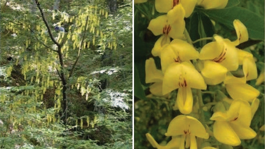 바레니클린(Varenicline)을 함유하는 식물인 Cyticus laburnum L