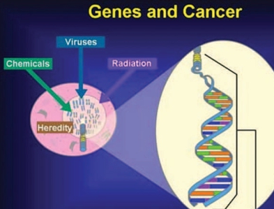 ▲  암 유발인자, 즉 TCDD와 같은 화학물질이나 바이러스 감염, 방사선 등은 암유전자(Oncog enes)의 발현을 촉진한다.