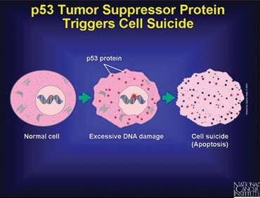 TSPs에 의한 암세포로 전이되는 세포의 파괴과정 도해